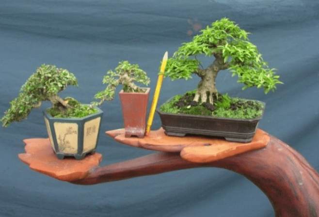 Cây bon sai (bonsai) mini có được mang lên máy bay không?